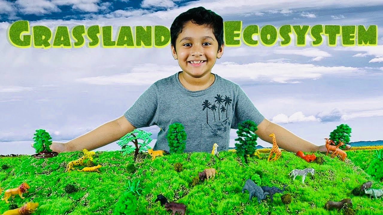 Grassland Ecosystem | Grassland Diorama | Grassland Biome With ...