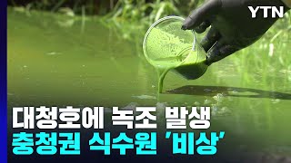 충청권 식수원 대청호에 녹조...먹는 물 비상 / YTN