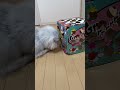 れいれい、誕生日プレゼントで遊ぶ🎁🐈💕