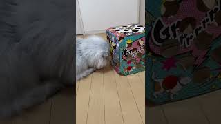 れいれい、誕生日プレゼントで遊ぶ🎁🐈💕