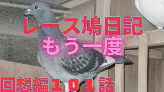 暁の空にハトが飛ぶのだ　もう一度【レース鳩の日記　回想編第１０１話】