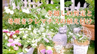 ガーデニング Vlog｜室内管理の植物の剪定と冬咲きクレマチスの植え付け｜ 〜小さな庭のある暮らし 151〜Gardening ｜ Life in a tiny garden