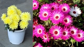 10 BEST Winter Flowering Plants For SMALL POTS!