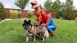 Spiderman SAVES Kakoa From T-Rex!