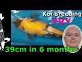 2024 koi fry growth explodes in 7 months plus eden pond sakai grow out