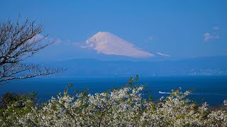 [ 4K ] 伊豆大島「椿花ガーデン」椿・河津桜・大島桜・富士山の共演 Tsubaki-Hana-Garden in Izu-Oshima-island,TOKYO