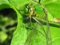 eastern pondhawk 01