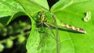 eastern pondhawk 01