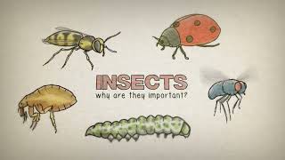 Why are insects important?