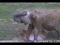 The Elephant Sanctuary | Tange & Flora Mudbathing