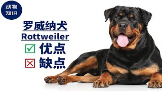 罗威纳犬：优点\u0026缺点！