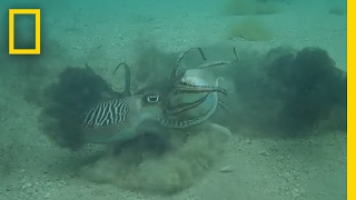 Ferocious Fight: Male Cuttlefish Battle Over Mate (Never Before Seen) | National Geographic