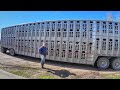 Loading out 180 Steers