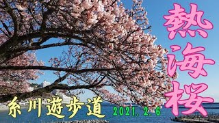 熱海桜2021