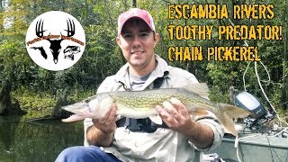 Escambia Rivers Toothy Predators!  Chain Pickerel