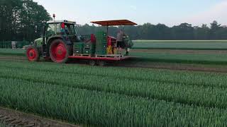 Lifting leek plants, June 2021