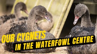 Dawlish Black Swan Cygnets have Grown so Much - 8k Video