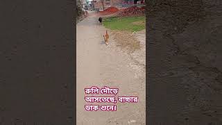 #tushumao #cat #dog #goat #cute #foryou  বাচ্চার ডাক শুনে রুলি বুলবুলি দৌড়ে আসতেছে।