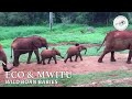 New born babies, Eco and Mwitu | Sheldrick Trust