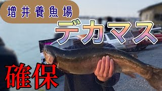 【増井養魚場】記録サイズのヤシオマス、カーディフで仕留める。