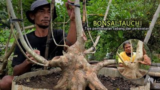 Tips for Branch Enlargement and Tauchi Bonsai Care