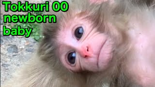 【SNOW  MONKEYS 】251 ( newborn baby Tokkuri) official  Jigokudani Korakukan monkey park  地獄谷　後楽館　野猿公苑