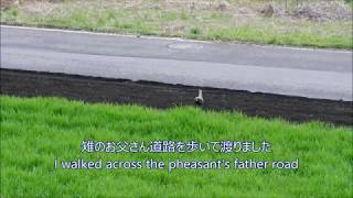 我が家の裏に住み着いている雉（キジ） Pheasant, which settled in the back of our house