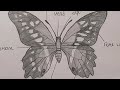 how to make structure of butterfly 🦋(papilio) #draw #butterflies #zoology