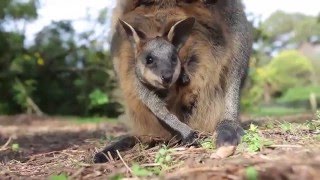 Swamp Wallaby Joey Learns How To Explore