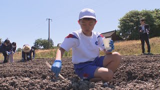 ヒマワリを町の誇りに　小学生が約1000平方メートルの畑に種まき　香川・まんのう町