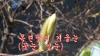 목련꽃의 겨울눈(꽃눈과 잎눈)