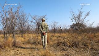 Leopard luck in the Waterberg