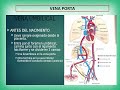 d seminario 3 a hígado vías biliares e ictericias. ua2. fmed. uba