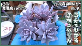 【多肉植物】胴切り後の子株の外し方！ルル【子株収穫祭りNo.4】