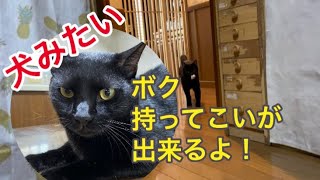 紙ボールで持ってこいを楽しむ黒猫ロドくん#猫持ってこい#かしこい猫#犬みたいな猫