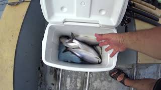 Keeping your Catch Fresh