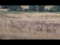 large munsterlanders find a pheasant