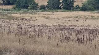 Large Munsterlanders find a pheasant