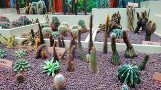 2023.08仙人掌品種百科欣賞！ cactus