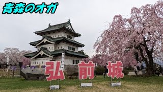 『青森移住82日目』【弘前城】桜まつり第二弾！！やっぱ、花より団子でしょ！青森県の花見では【アレ】を食べるのが常識みたいです。しかし、うまかった～。