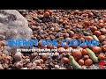 Energy For Cooling | Distributed Cooling for Climate Smart Agriculture | Series Launch