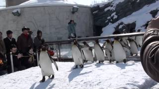 2012/2/28 北海道 旭川動物園 雪地裡 企鵝行軍(中)