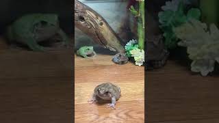 エサを巡るカエルたちの小競り合い！ / A skirmish between frogs over food!