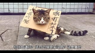 猫咪犯了错该如何教育？