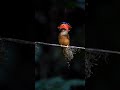 The Amazonian royal flycatcher is a passerine bird in the family.