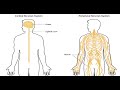 Two Minutes of Anatomy: Central Nervous System (CNS) and Peripheral Nervous System (PNS)