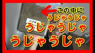 パプアキンイロクワガタの産卵セットの割り出し Beetle or stag beetle videos