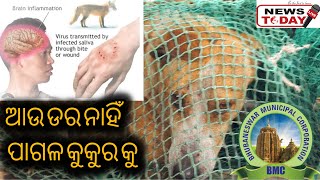 ଆଉ ହଇରାଣ କରିବେନି ପାଗଳ କୁକୁର #streetdogs #mentaldogs #bhubaneswar #odishanews #newstodaylive