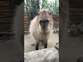 カピバラ 鼻ひくひく 那須どうぶつ王国 capybara shorts