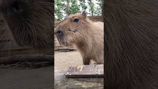 カピバラ 鼻ひくひく(那須どうぶつ王国) #capybara #shorts